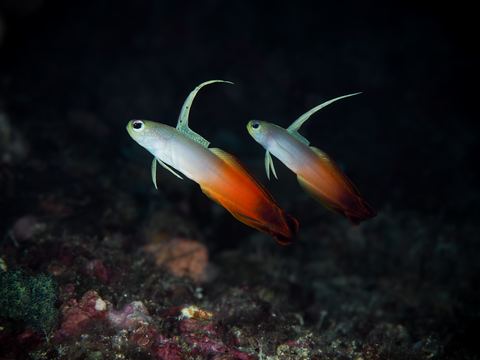 Untitled — underwater photo from Animal Portraits