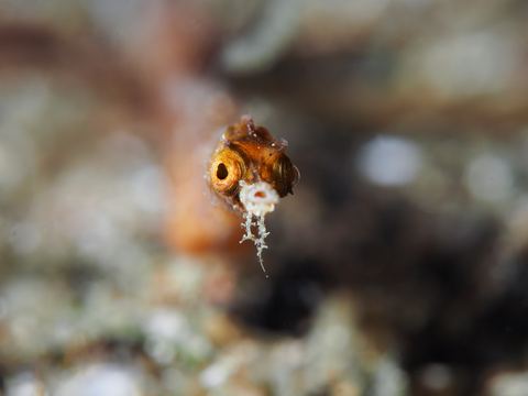 Untitled — underwater photo from Animal Portraits