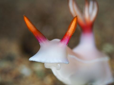 Untitled — underwater photo from Animal Portraits