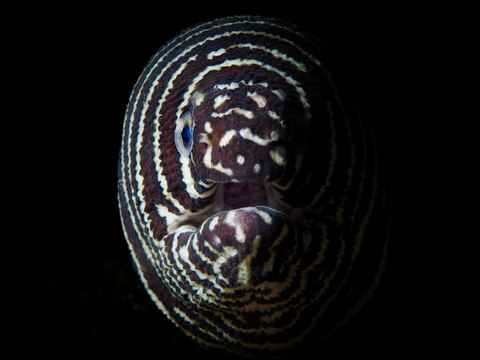 Untitled — underwater photo from Animal Portraits