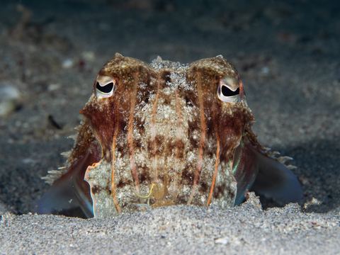 Untitled — underwater photo from Animal Portraits