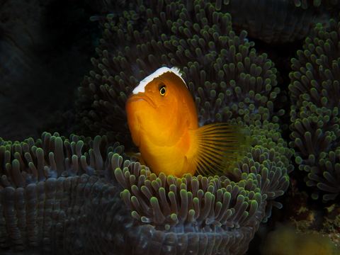 Untitled — underwater photo from Animal Portraits