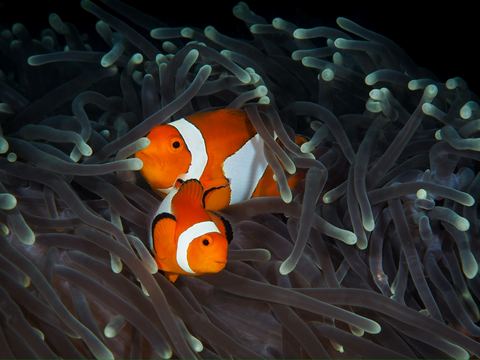 Untitled — underwater photo from Animal Portraits