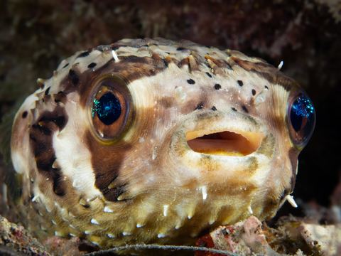 Untitled — underwater photo from Animal Portraits