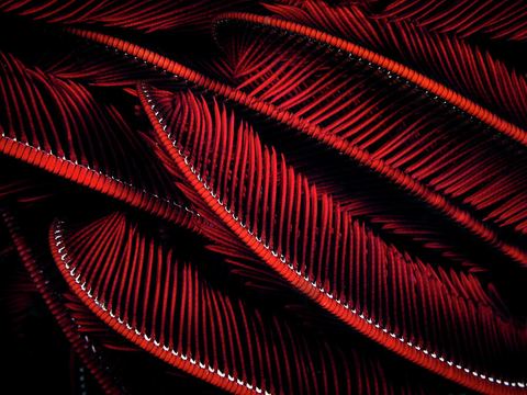 Fractals of the Sea 1