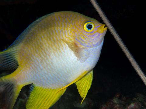 Animal Behavior underwater photo