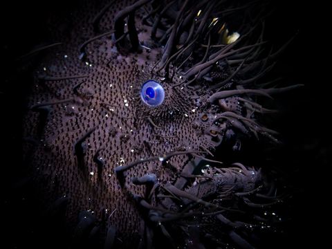 Animal Portraits underwater photo
